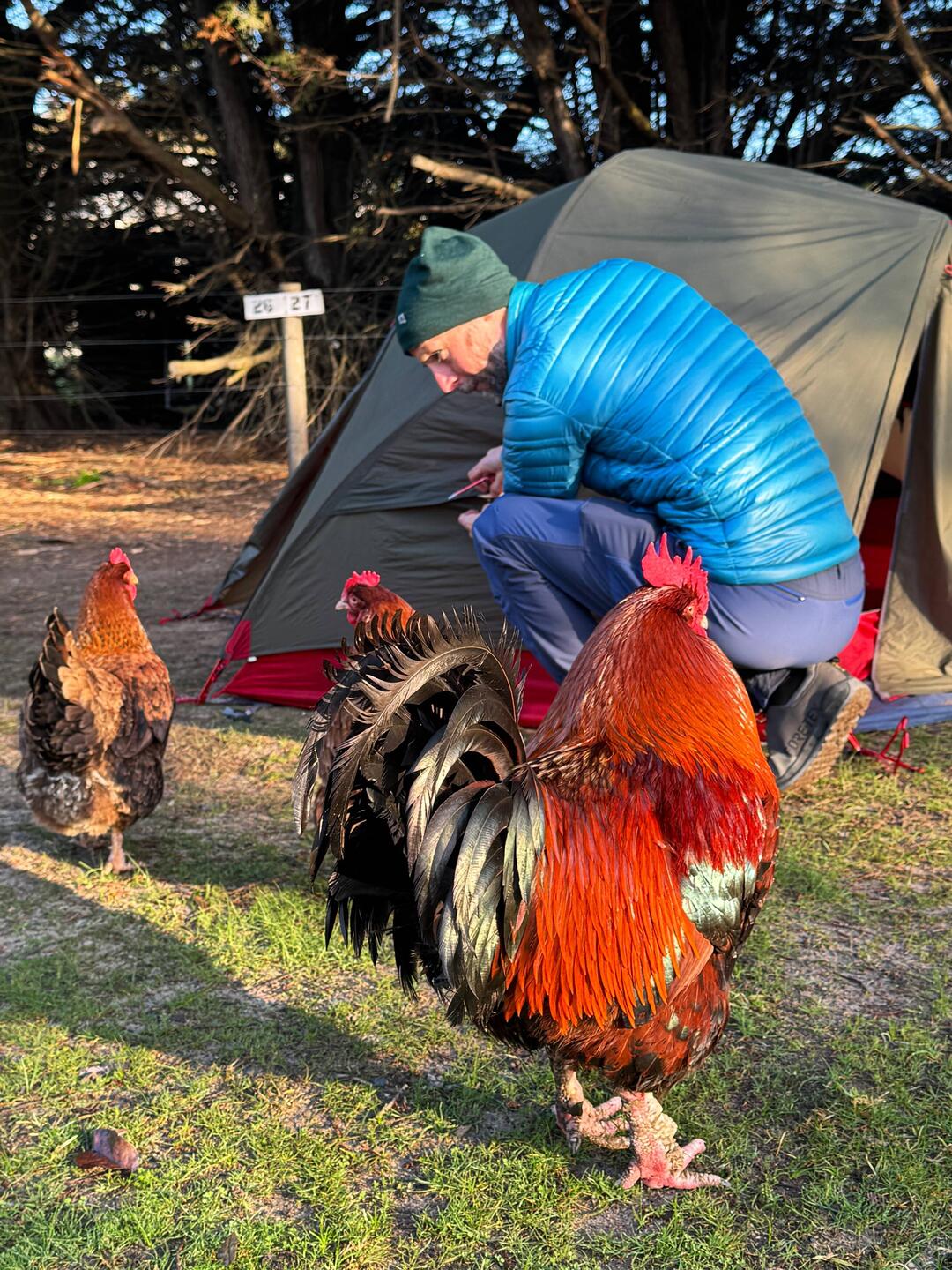Lilz chatting away to the hens