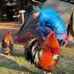 Lilz chatting away to the hens