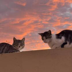 Zwei Katzen beobachten interessiert das Abendessen.