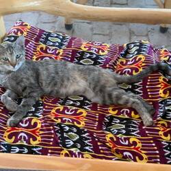 Weggegangen, Platz vergangen. Diese Katze schnappte sich Monas Platz im Restaurant in Chiwa.