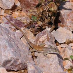 Da ist die Eidechse (Pedioplanes inormata)