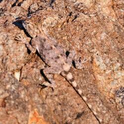 Felsenagame (Agama atra) in der Lodge