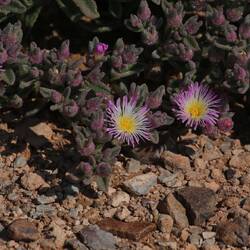 Blüten in der kargen Landschaft