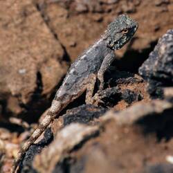 Agame (Agama atra) im Canyon