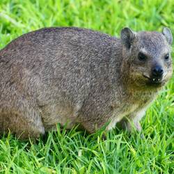 Klippschliefer in der Lodge