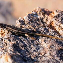 Skink in der Canyon Lodge (T. sulcata)
