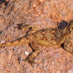 Anchietas Agame (Agama anchietae) am Pool