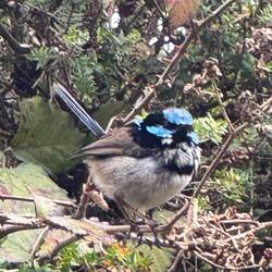 Superb Fairy Wren with its jaunty sky blue cap.