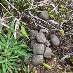 Wombat signs - square poo!