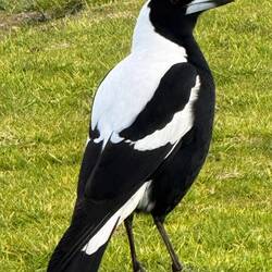 Australian magpie: one of Amanda's all-time favourites!