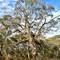 Ancient eucalypts in Cape Liptrap Coastal Park