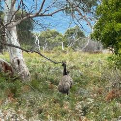 Saw our first emu, nonchalantly picking its way through the bush.