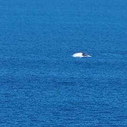 Whale watching