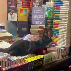 Süßer Buchverkäufer 🐱