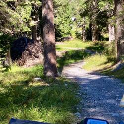 Schöner Waldtrail kurz vor Lenzerheide