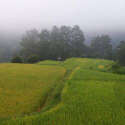 Am Morgen liegen die Reisfelder noch im Nebel