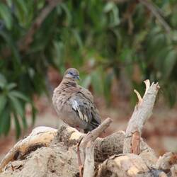 West Peruvian Dove