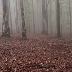 Der Wald aus den Märchen ...