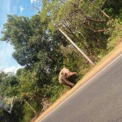 Und auf dem Heimweg wieder ein Wegefant 🥰