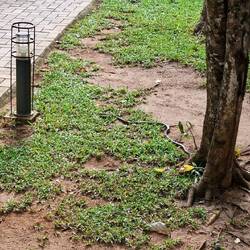 Und im Hotelhof ne Schlange 🐍 Falk hat's gefreut - ni 🤭