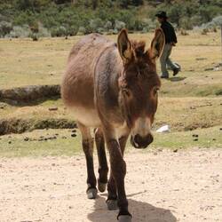 burro