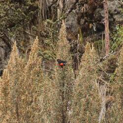 Scarlet-bellied Mountain Tanager