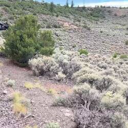 Descending the scarp into the Cañon Bonito valley prior to the final run down to Antonito