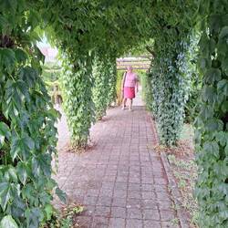 Laubengang mit Wein