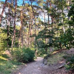 Weg durch den Dünenwald