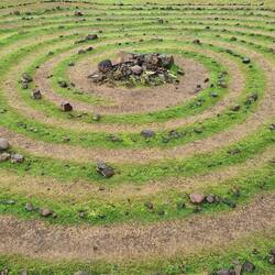 Fairy ring