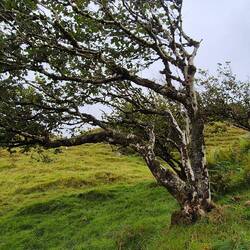 Rowan tree