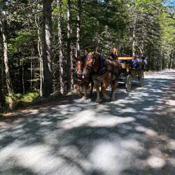 Ursprünglich für Pferdekutschfahrten erstellt; sind noch immer zu haben😉