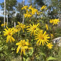 Some of many flowers in the site