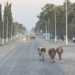Kühe auf dem Heimweg