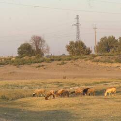 Schafe entlang der Straße