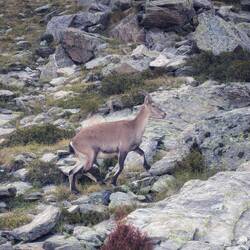 Steinbock nur wenige Meter voraus.