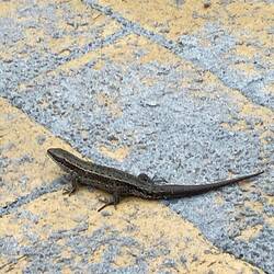 "Zaungast" etwas langsam unterwegs...