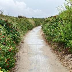 Dünenweg nach Vitte