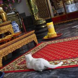 Even the cats honor the Buddhas