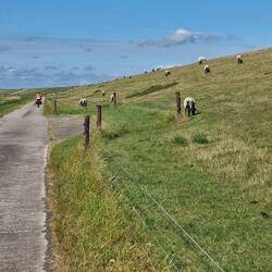 Schafe, Schafe, Schafe - das orange links ist keines😆