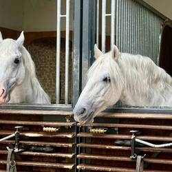 Hengste in Außenboxen