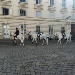 Die Pferde auf dem Weg zum Training
