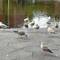 Seagulls sound the same as the ones back home but look different.
