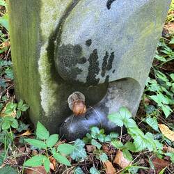 Die Schnecke versucht den Kilometerstein zu besteigen. 😊