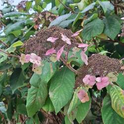... und Flora im Klosterpark