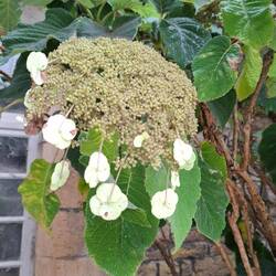 Rauhe Hortensie, auch Fellhortensie oder Samthortensie genannt