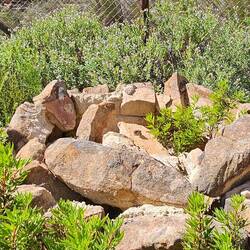 Bakoond on Gifberg Pass