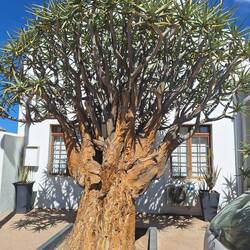 Kokerboom in Vanrhynsdorp