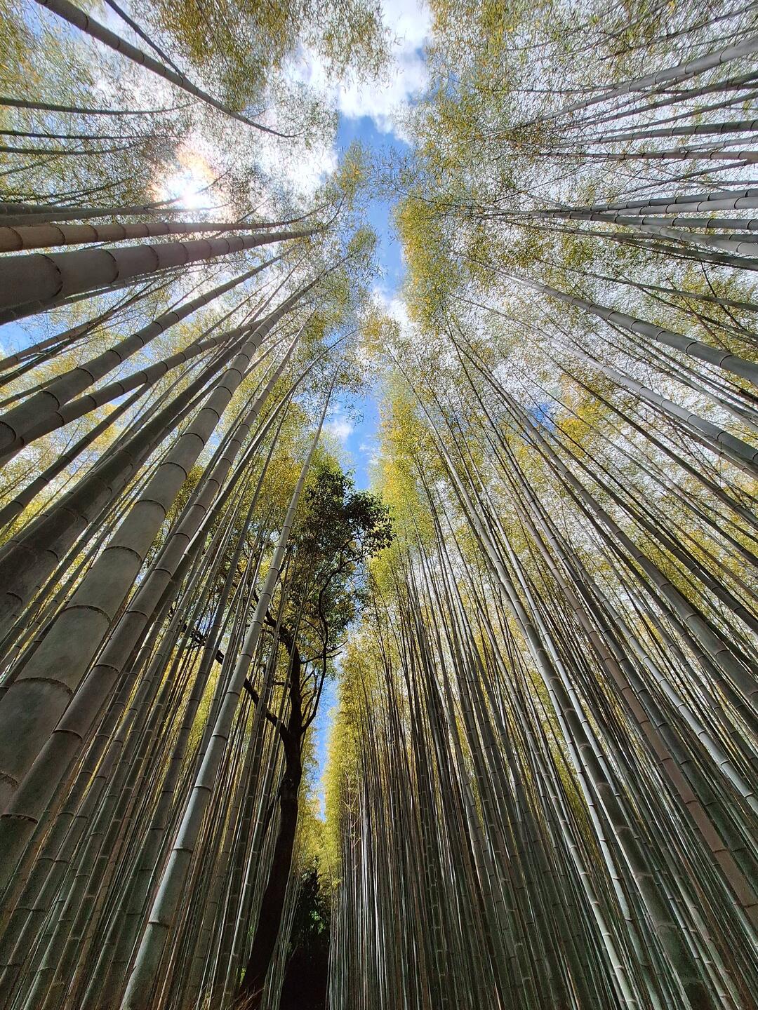 Arashiyama