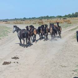 Piaskowe drogi i konie